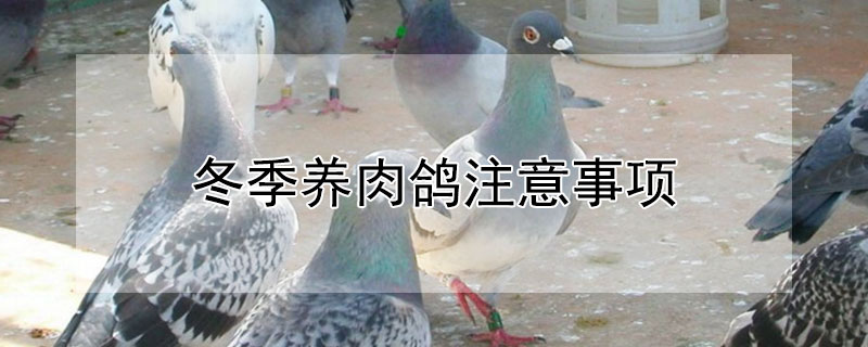 冬季養(yǎng)肉鴿注意事項(xiàng)