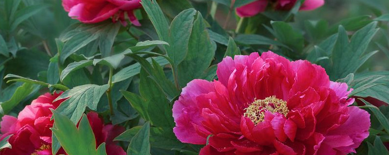 牡丹花第一年能讓它開花嗎