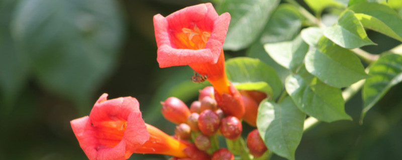 凌霄花幾月發芽