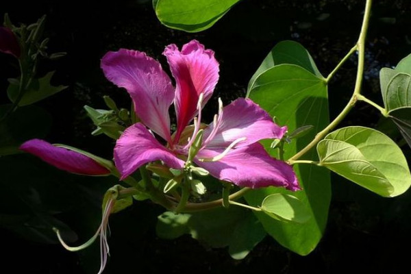 老樁紫荊花多久發芽