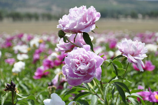 芍藥根塊容易種活嗎