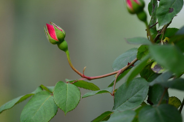 月季花為什么一年四季都可以開花