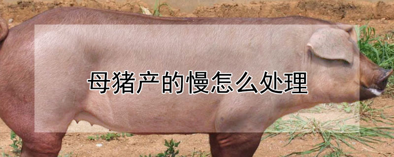 母豬產(chǎn)的慢怎么處理