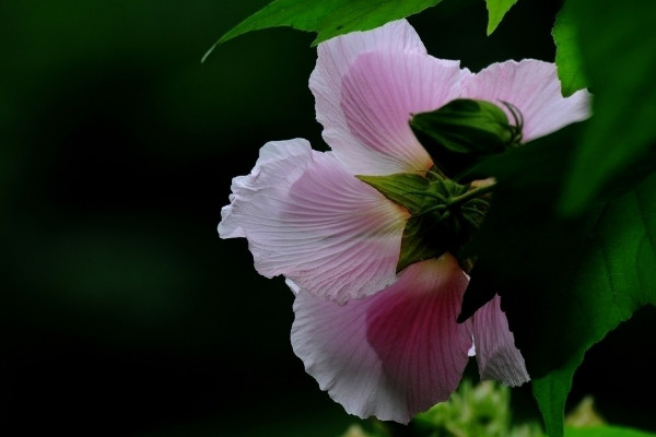 芙蓉花把葉子拿下來栽上能活嗎