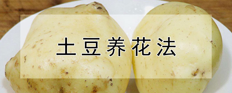 土豆養(yǎng)花法