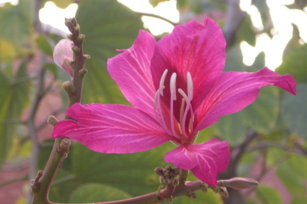 紫荊花如何養護