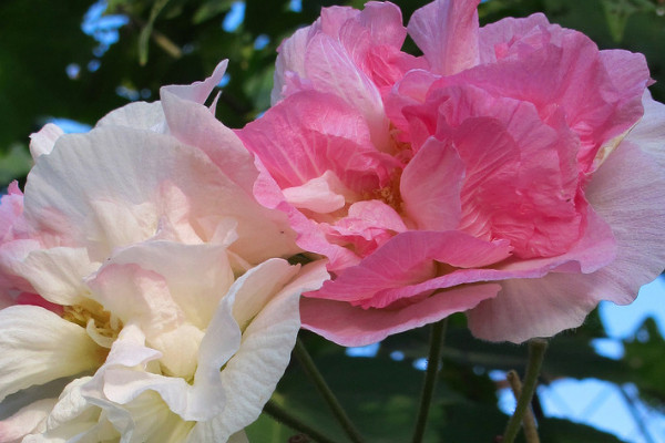 芙蓉花出現蘭心是什么原因