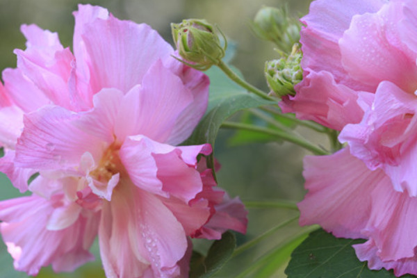 芙蓉花冬天會凍死嗎