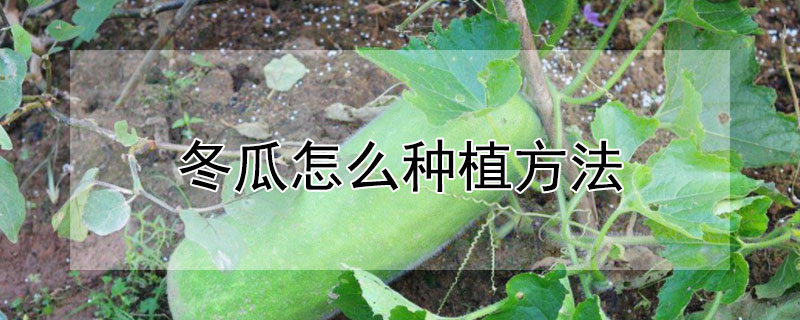 冬瓜怎么種植方法