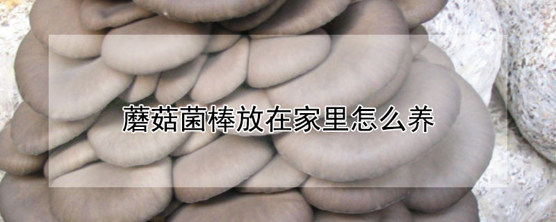 蘑菇菌棒放在家里怎么養