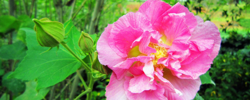 芙蓉花花開好后怎么修剪