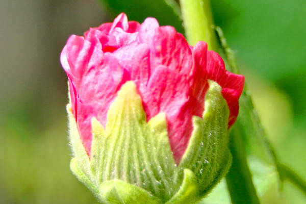 芙蓉花花開好后怎么修剪