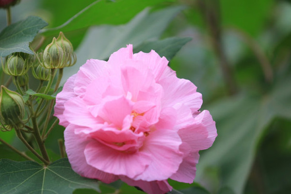 芙蓉花花開好后怎么修剪