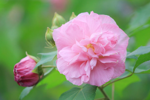 芙蓉花澆水的正確方法