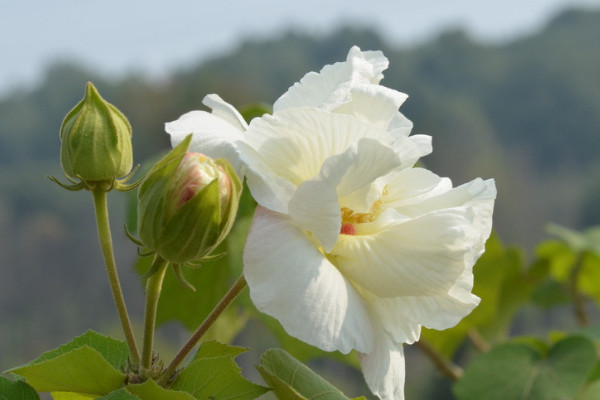 芙蓉花種子怎么種