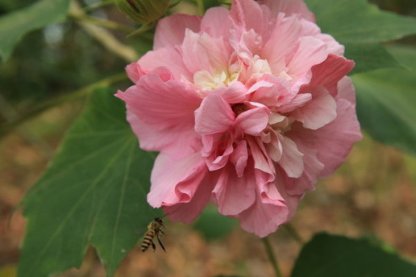 芙蓉花的香味是怎樣的