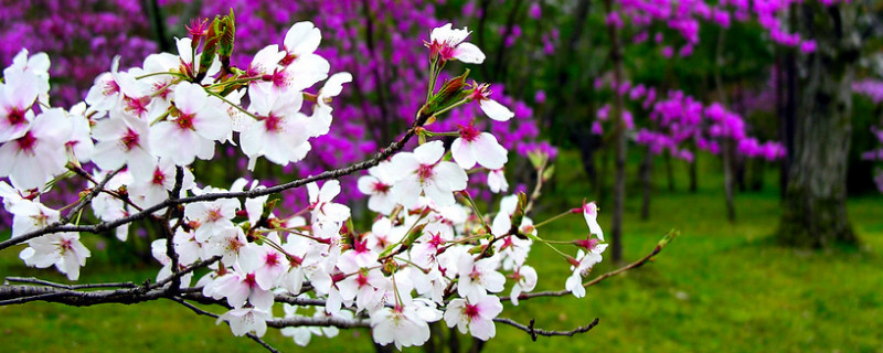 日本櫻花幾月份開(kāi)花