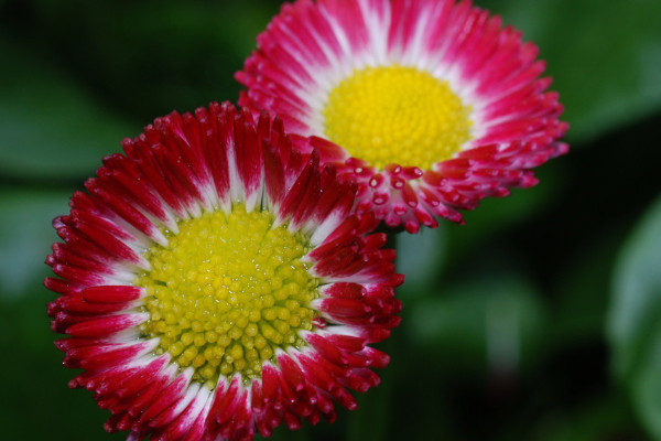 雛菊是幾月開(kāi)放