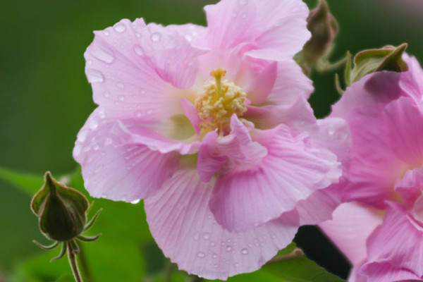 芙蓉花秋天開嗎