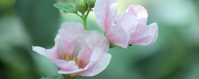 芙蓉花葉子卷邊是什么原因