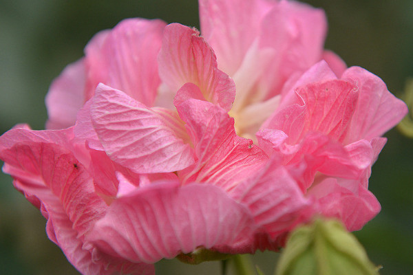 芙蓉花葉子卷邊是什么原因