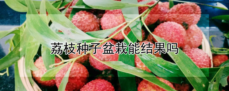 荔枝種子盆栽能結果嗎