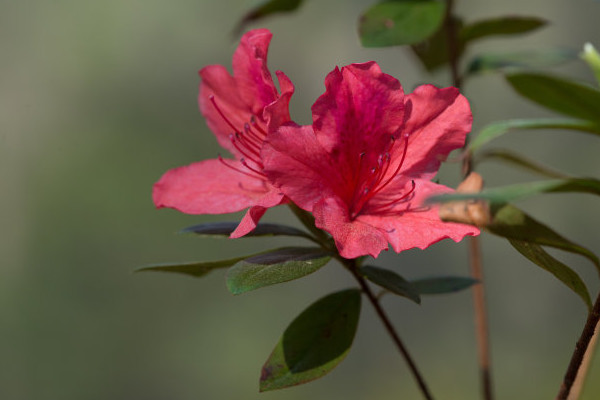 杜鵑花花瓣枯萎的原因