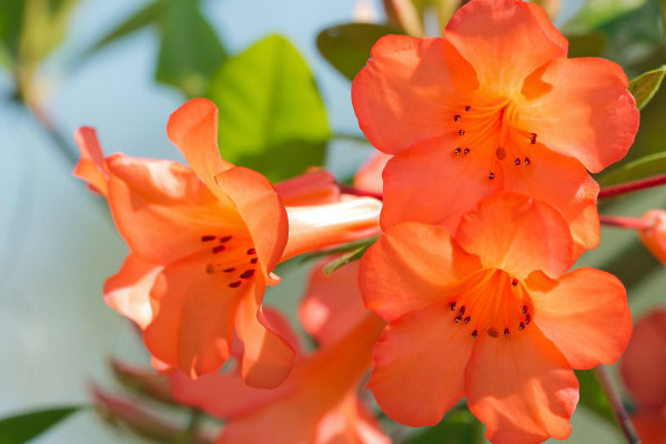 杜鵑花什么季節開花