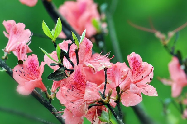 秋季杜鵑花怎樣施肥