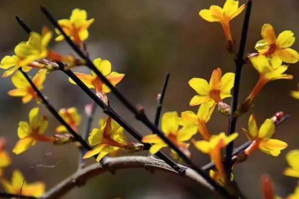 迎春花水培會生根嗎