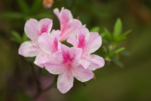 杜鵑花的花開的小怎么回事