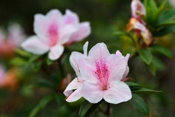 杜鵑花的花開的小怎么回事