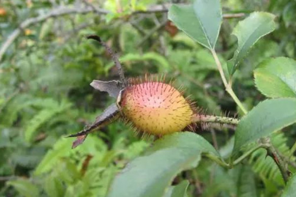 金櫻子是花還是果實(shí)