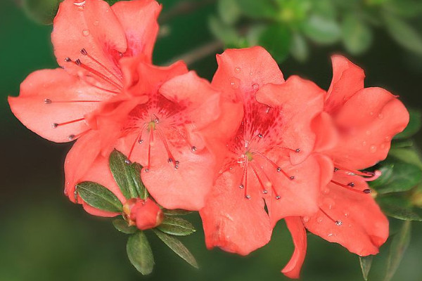 杜鵑花一年能開幾次花