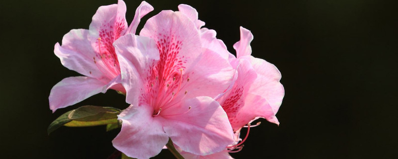 杜鵑花怎么換盆土