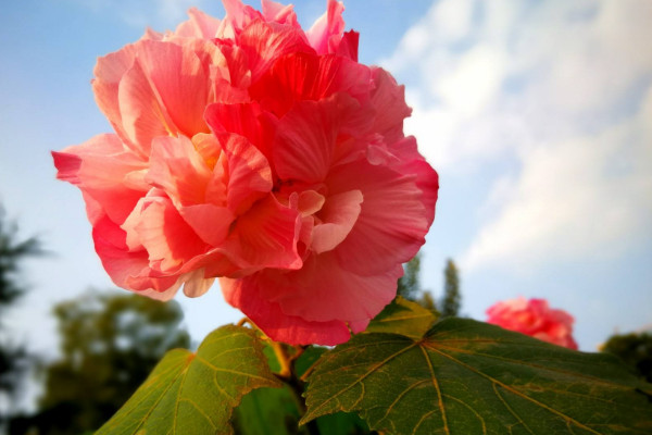 芙蓉花是怎樣培育容易活