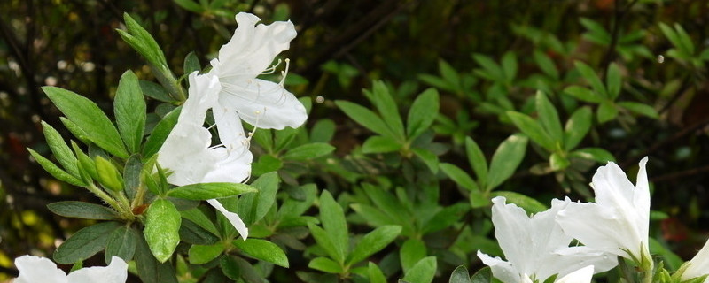 杜鵑花枝條有刺嗎