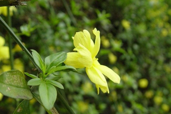 迎春花移栽后幾天能生根發芽