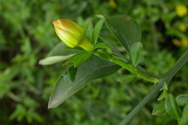 迎春花移栽后幾天能生根發芽