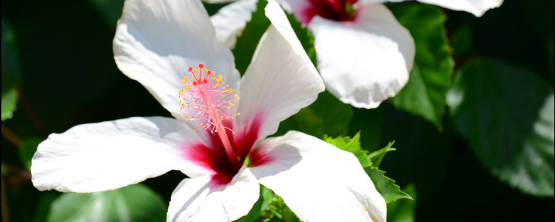 為什么芙蓉花并開兩個(gè)色