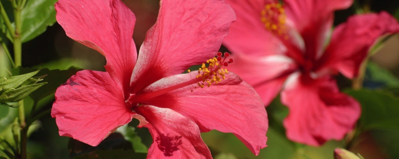 芙蓉花長種球后怎么辦