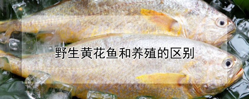 野生黃花魚和養殖的區別