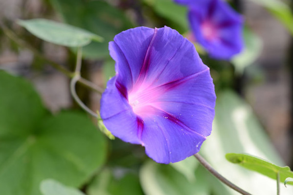 牽牛花冬季室內如何養護