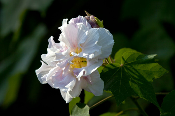 芙蓉花怎么養家庭養法