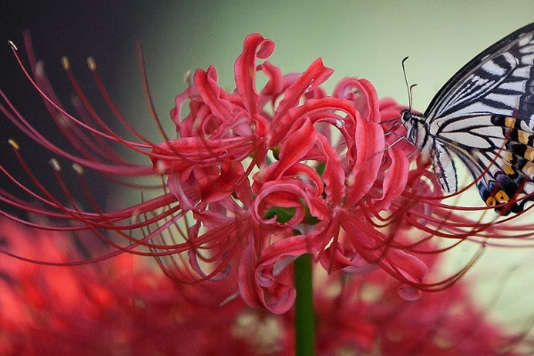 彼岸花盆栽會開花嗎