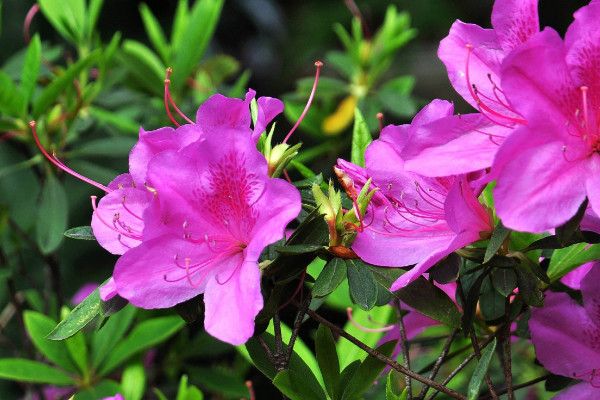 杜鵑花夏季可以換盆嗎