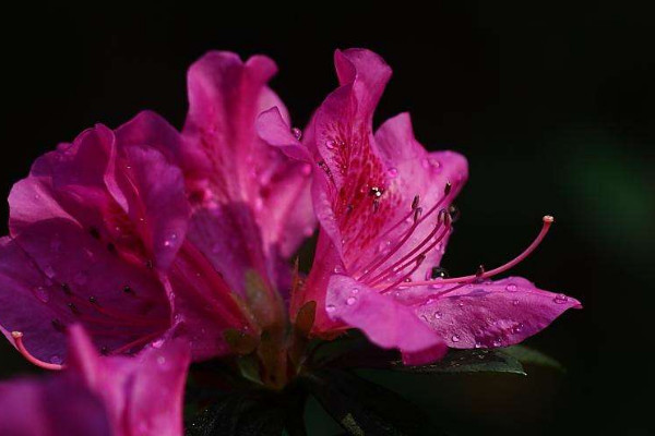 杜鵑花怎么開花快