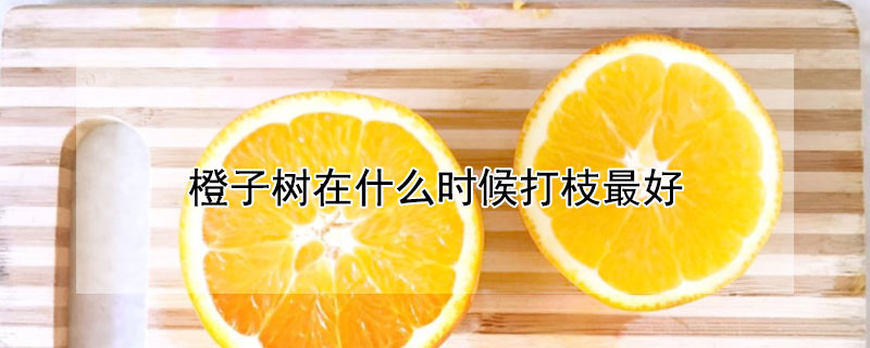 橙子樹在什么時候打枝最好