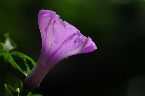 牽牛花夏天多久澆一次水