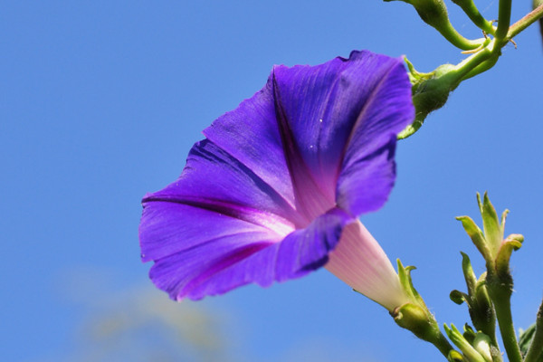 牽牛花夏天多久澆一次水